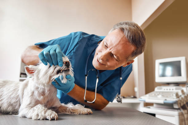 Best Emergency Dental Care for Broken or Chipped Teeth in Manorhaven, NY